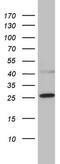 Coiled-Coil-Helix-Coiled-Coil-Helix Domain Containing 3 antibody, MA5-26597, Invitrogen Antibodies, Western Blot image 