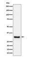 apM-1 antibody, M00509-2, Boster Biological Technology, Western Blot image 