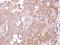 Stomatin Like 1 antibody, PA5-21557, Invitrogen Antibodies, Immunohistochemistry paraffin image 