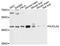 Succinyl-CoA ligase [ADP-forming] subunit beta, mitochondrial antibody, A10040, ABclonal Technology, Western Blot image 