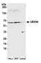 UBX Domain Protein 4 antibody, A305-635A-M, Bethyl Labs, Western Blot image 