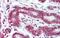 Ribosome Production Factor 1 Homolog antibody, NBP1-80467, Novus Biologicals, Immunohistochemistry frozen image 
