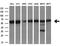 Cytoplasmic dynein 1 light intermediate chain 1 antibody, GTX84596, GeneTex, Western Blot image 