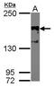 SRC-1 antibody, MA1-23291, Invitrogen Antibodies, Western Blot image 