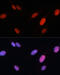 Fos-related antigen 2 antibody, 18-791, ProSci, Immunofluorescence image 