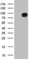 Fibrous sheath-interacting protein 1 antibody, M16721, Boster Biological Technology, Western Blot image 