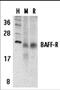 CD268 antibody, 3097, ProSci Inc, Western Blot image 