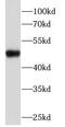 Cyclin E1 antibody, FNab02127, FineTest, Western Blot image 