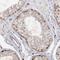 Piwi Like RNA-Mediated Gene Silencing 4 antibody, HPA036588, Atlas Antibodies, Immunohistochemistry frozen image 