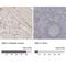 Dystrophin antibody, NBP1-89953, Novus Biologicals, Immunohistochemistry paraffin image 