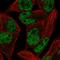 Polycomb group RING finger protein 1 antibody, HPA069156, Atlas Antibodies, Immunofluorescence image 