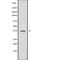 Carbonic anhydrase-related protein 11 antibody, abx148770, Abbexa, Western Blot image 