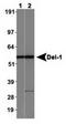 EDIL3 antibody, TA309634, Origene, Western Blot image 