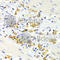 Dopamine Receptor D4 antibody, A2894, ABclonal Technology, Immunohistochemistry paraffin image 
