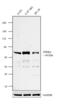 Sphingosine Kinase 2 antibody, PA5-14071, Invitrogen Antibodies, Western Blot image 