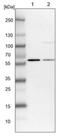 Uridine Monophosphate Synthetase antibody, NBP1-85895, Novus Biologicals, Western Blot image 