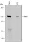 Protein Kinase N1 antibody, MAB6100, R&D Systems, Western Blot image 