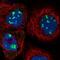 Bystin Like antibody, NBP1-89501, Novus Biologicals, Immunofluorescence image 
