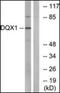 DEAQ-Box RNA Dependent ATPase 1 antibody, orb178928, Biorbyt, Western Blot image 