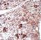 Phosphoenolpyruvate carboxylase antibody, LS-C101193, Lifespan Biosciences, Immunohistochemistry frozen image 