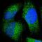 Jumonji Domain Containing 7 antibody, HPA005726, Atlas Antibodies, Immunofluorescence image 