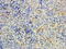 Myotubularin-related protein 9 antibody, 45-912, ProSci, Enzyme Linked Immunosorbent Assay image 