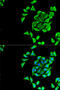 Potassium Calcium-Activated Channel Subfamily N Member 3 antibody, 15-323, ProSci, Immunofluorescence image 