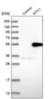 Metaxin 1 antibody, PA5-52838, Invitrogen Antibodies, Western Blot image 