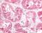 Estrogen-related receptor gamma antibody, 48-284, ProSci, Immunohistochemistry frozen image 