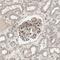 Butyrophilin Subfamily 3 Member A3 antibody, HPA007904, Atlas Antibodies, Immunohistochemistry frozen image 