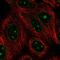 GLE1 RNA Export Mediator antibody, HPA061560, Atlas Antibodies, Immunofluorescence image 