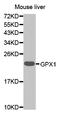 Glutathione Peroxidase 1 antibody, LS-B12805, Lifespan Biosciences, Western Blot image 