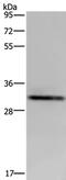 Intercellular adhesion molecule 4 antibody, PA5-50428, Invitrogen Antibodies, Western Blot image 