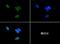 Histone Cluster 2 H3 Family Member D antibody, NB21-1132, Novus Biologicals, Immunocytochemistry image 