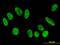 F-Box Protein 11 antibody, orb94711, Biorbyt, Immunofluorescence image 