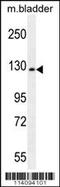 Chordin antibody, 57-529, ProSci, Western Blot image 
