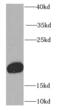 Retinol Binding Protein 4 antibody, FNab07191, FineTest, Western Blot image 