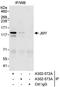 Junction Mediating And Regulatory Protein, P53 Cofactor antibody, A302-572A, Bethyl Labs, Immunoprecipitation image 
