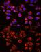 Alpha-2-Macroglobulin antibody, GTX32434, GeneTex, Immunofluorescence image 