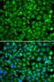 Spermidine/Spermine N1-Acetyltransferase Family Member 2 antibody, orb373571, Biorbyt, Immunofluorescence image 