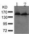 Phospholipase C Gamma 2 antibody, TA322977, Origene, Western Blot image 