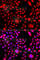 RAC3 antibody, A7498, ABclonal Technology, Immunofluorescence image 