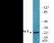 Claudin 3 antibody, EKC2608, Boster Biological Technology, Western Blot image 