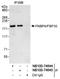 Formin Binding Protein 4 antibody, NB100-74644, Novus Biologicals, Western Blot image 