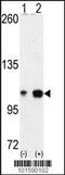 Sek1 antibody, 63-043, ProSci, Western Blot image 