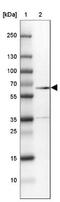 Vascular Endothelial Zinc Finger 1 antibody, NBP1-84301, Novus Biologicals, Western Blot image 