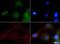 NBR1 Autophagy Cargo Receptor antibody, NBP1-71703, Novus Biologicals, Immunofluorescence image 