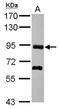 PDZ Domain Containing Ring Finger 4 antibody, NBP2-19762, Novus Biologicals, Western Blot image 