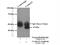 CCNE2 antibody, 11935-1-AP, Proteintech Group, Immunoprecipitation image 