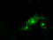 Protein Tyrosine Phosphatase Receptor Type E antibody, LS-C115094, Lifespan Biosciences, Immunofluorescence image 